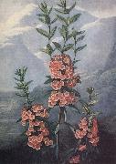 unknow artist slaktet kalmia ar uintergrona buskar med vackra blommor och dekorativt finns sju arter i stra nordamerika oil painting reproduction